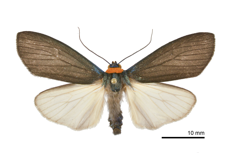 Paraona staudingeri formosana Male